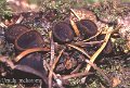 Plectania melastoma-amf2120